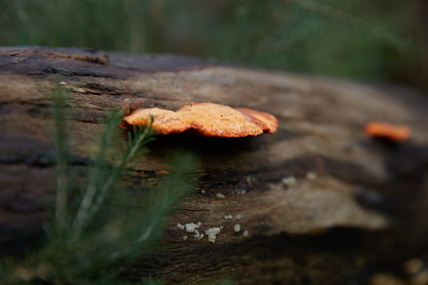 The Briars Park Walking Trails - Tourism Search 1