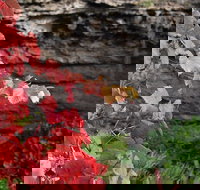 Umpherston Possum Tours - Tourism Search