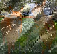 Visit an alpaca farm and get up and personal with these gentle and unique animals - Tourism Search