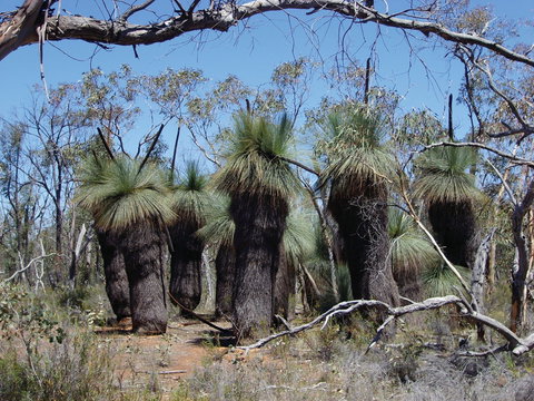 Warby-Ovens National Park - Tourism Search 2