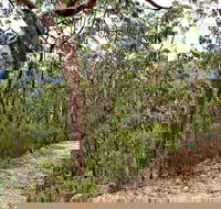 Yango Walking Track - Tourism Search