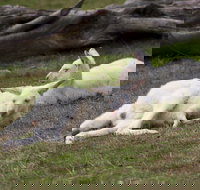 Yarra Valley Nocturnal Zoo - Tourism Search