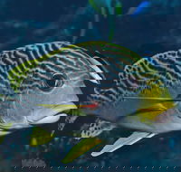 Beaver Reef Dive Site - Tourism Search