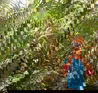 Canungra - Tourism Search