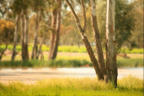 Cecil Plains To Tara Fishing Tour - Tourism Search 1