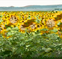 Clifton - Tourism Search