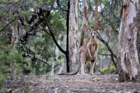 Currawong Bush Park - Tourism Search 1