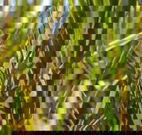 De Kerrilleau picnic area - Tourism Search