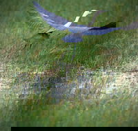 Germein Reserve - Tourism Search