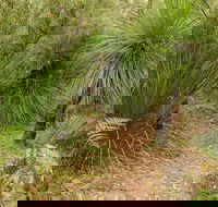 Grass Tree Circuit - Tourism Search