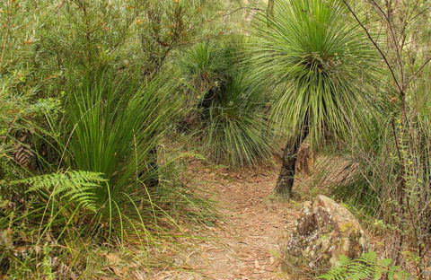 Grass Tree Circuit - Tourism Search 0