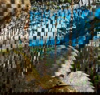 Gulaga Mountain Walk - Tourism Search