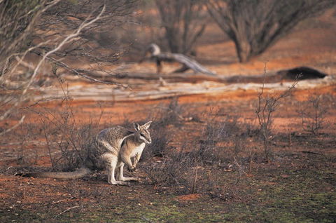 Mildura - Tourism Search 2