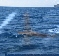 Minyama - Tourism Search