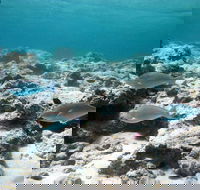 Purdy Point - Tourism Search