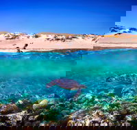 Snorkel the Ningaloo Reef - Tourism Search