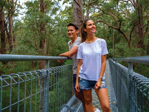 Valley Of The Giants Tree Top Walk - Tourism Search 0