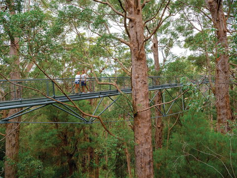 Valley Of The Giants Tree Top Walk - Tourism Search 1