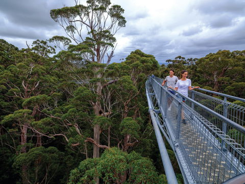 Valley Of The Giants Tree Top Walk - Tourism Search 2
