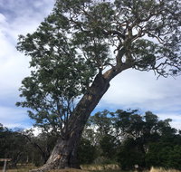 Bilston's Tree - Tourism Search