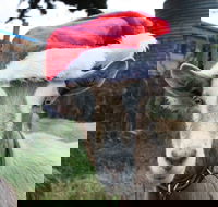 Bream Creek Farmers Market - Tourism Search