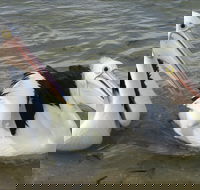 Chinaman Wells - Tourism Search