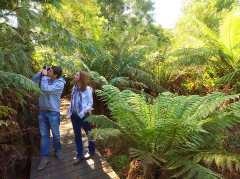 Endeavour Fern Gully Walks - Tourism Search 0
