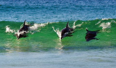 Eurobodalla - Tourism Search 1