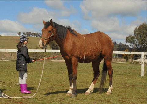 Horses Teaching Humans - Tourism Search 2