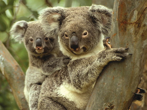 Koalas In Gunnedah - Tourism Search 0