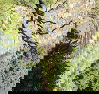 Morans Falls track Lamington National Park - Tourism Search