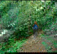 Mount Cougal Springbrook National Park - Tourism Search