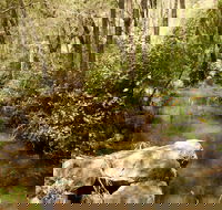 Sandy Creek Track - Tourism Search