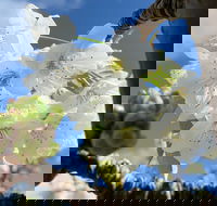 Tasmania Birchs Bay Cherries - Tourism Search