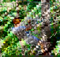 TreeTop Challenge Currumbin Wildlife Sanctuary - Tourism Search