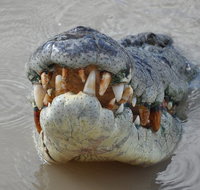 Jumping Crocodile Day Trip from Darwin - Tourism Search