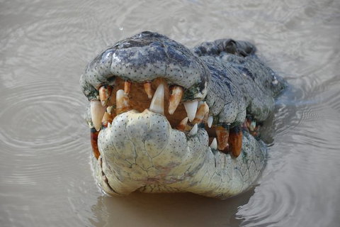 Jumping Crocodile Day Trip From Darwin - Tourism Search 0