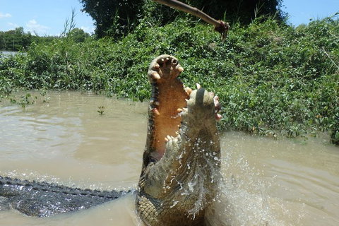 Jumping Crocodile Day Trip From Darwin - Tourism Search 4