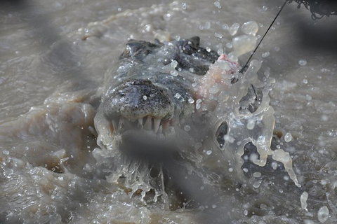 Jumping Crocodile Day Trip From Darwin - Tourism Search 1