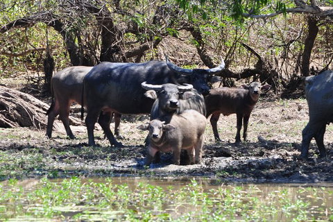 Jumping Crocodile Day Trip From Darwin - Tourism Search 5