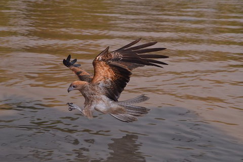 Jumping Crocodile Day Trip From Darwin - Tourism Search 3