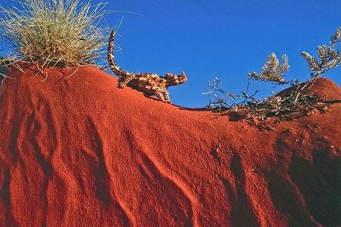 Alice Springs, Uluru Ayers Rock & Kings Canyon 8 Days Touring Package - Tourism Search 4