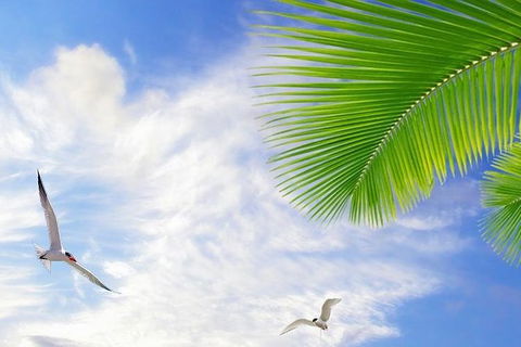 Airport Transfer - Mission Beach To Cairns Airport - Tourism Search 4