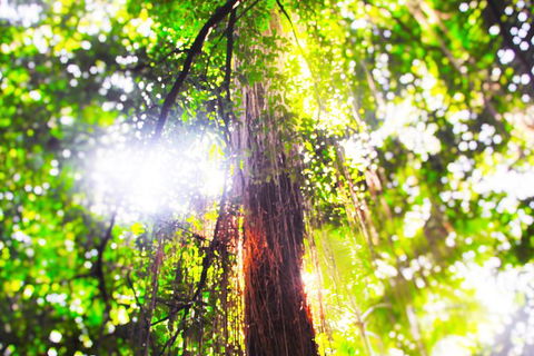 Airport Transfer - Mission Beach To Cairns Airport - Tourism Search 1