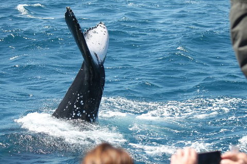 Half-Day Whale Watching In Urangan - Tourism Search 2