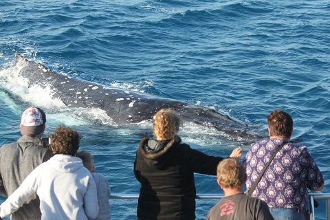 Half-Day Whale Watching In Urangan - Tourism Search 5