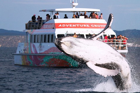 Half-Day Whale Watching In Urangan - Tourism Search 0