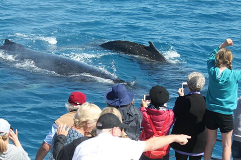 Half-Day Whale Watching In Urangan - Tourism Search 4
