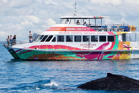 Half-Day Whale Watching In Urangan - Tourism Search 1