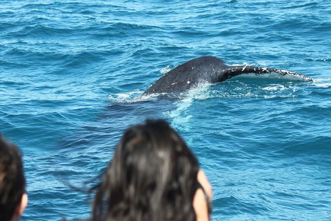 Half-Day Whale Watching In Urangan - Tourism Search 7